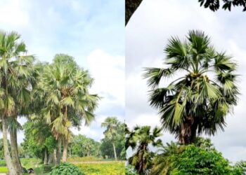 তালগাছের গ্রাম কুমিল্লার জয়মঙ্গলপুর খিলের বাড়ি