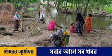ব্রাহ্মণপাড়ায় সোনালী আঁশ পাট কাটা ও সংগ্রহে ব্যস্ত কৃষকর