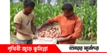 কুমিল্লায় আলুর বাম্পার ফলন;দাম নিয়ে শঙ্কা কৃষকরা!